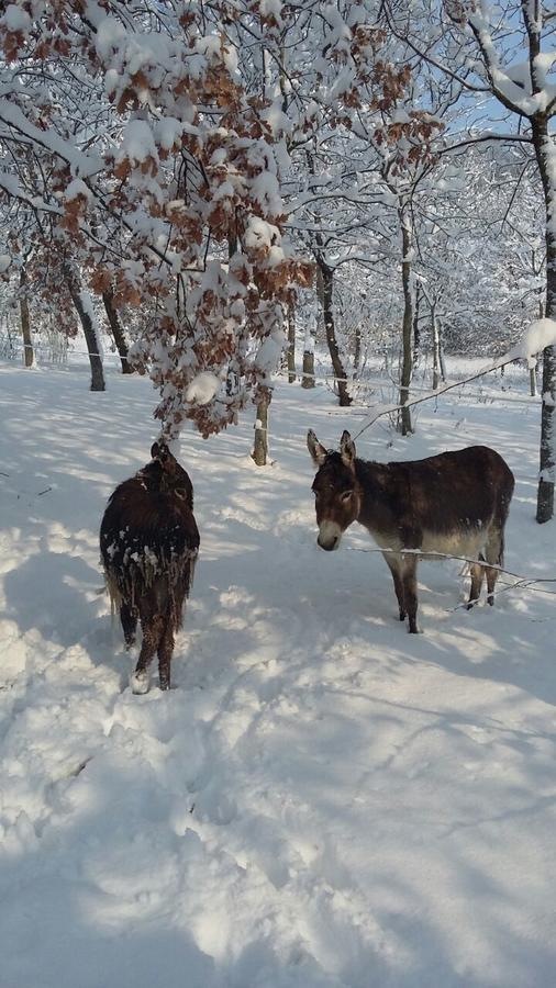 Willa La Tenuta Del Giglio Tavullia Zewnętrze zdjęcie
